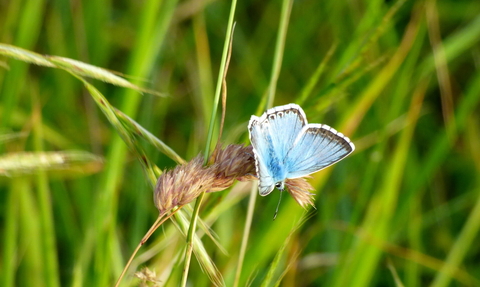 Chalkhill Blue Butterfly