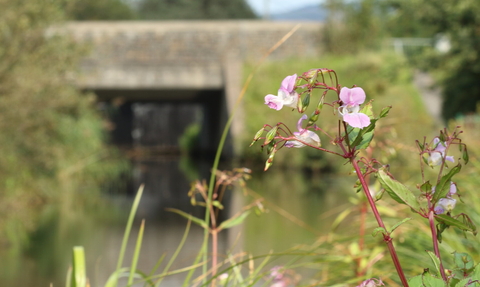 Himalayan Balsam