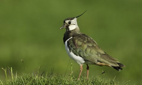 Image of a lapwing