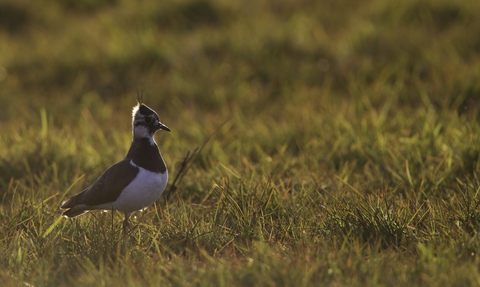 Image of a lapwing