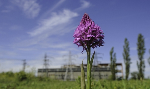 Photo of a pyramidal orchid