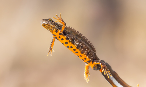 Great Crested Newt