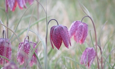 Snakeshead fritillaries