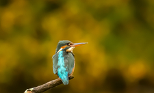 Kingfisher