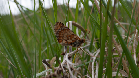 Marsh fritillary on purple moor-grass and rush pasture