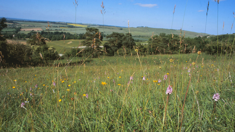Morgan's Hill