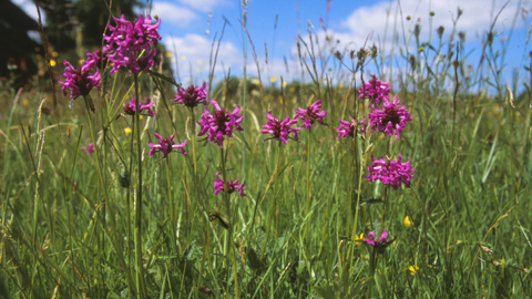 Cloatley Meadows