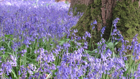 Bluebells at Hagbourne Copse