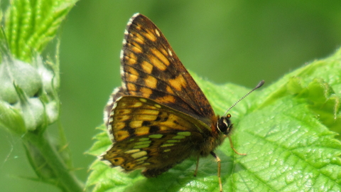 Duke of Burgundy butterfly