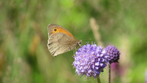 A butterfly on devils-bit scabious