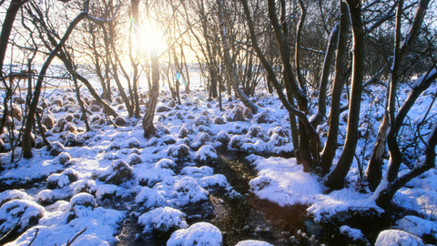 Landford Bog