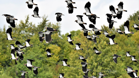 Lapwings in flight