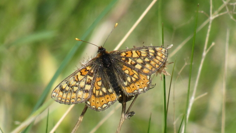 Marsh fritillary butterfly