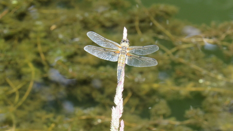 Dragonfly at Morningside Meadow