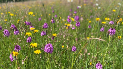 Pyramidal orchids