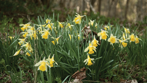 Daffodils