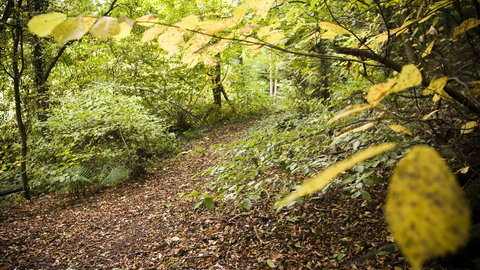 Peppercombe Wood