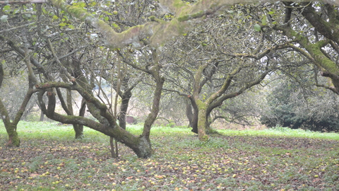 Devizes and Roundway Orchard