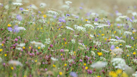 Morgans Hill meadow