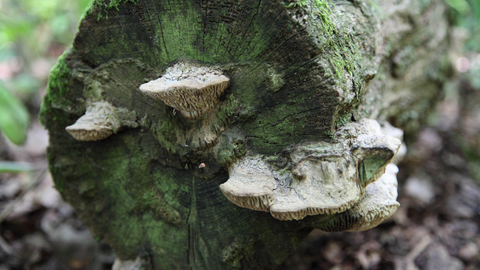 Fungi at The Firs