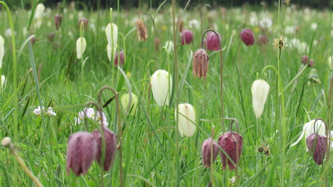 Snakeshead fritillaries at Upper Waterhay