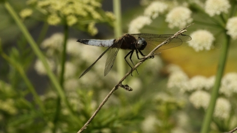 Dragonfly at Widbrook Wood