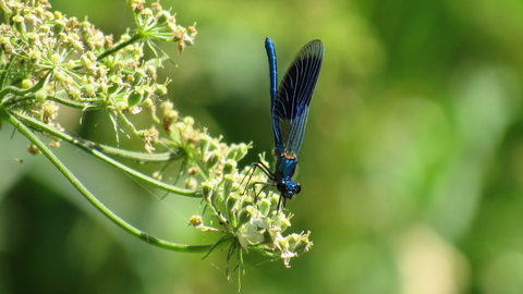 Demoiselle