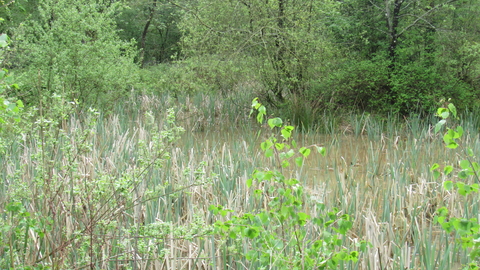 An overgrown pond