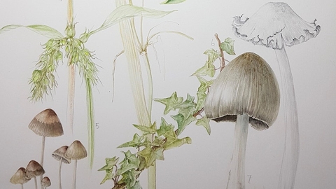 A painting of fungi