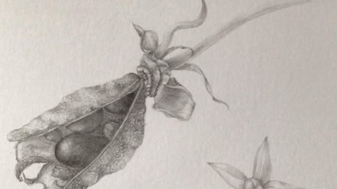 Botanical drawings seed heads
