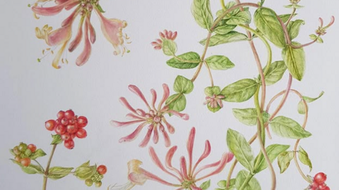 Botanical drawign flowers