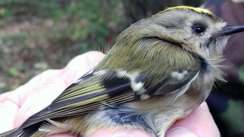 Close up of bird being ringed