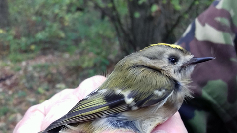 Close up of bird being ringed