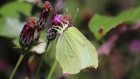 Brimstone