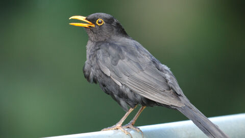 Singing blackbird