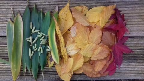 Natural Art Leaves