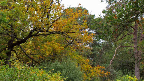 Trees with green and orange canopies overhanging grassy ride.