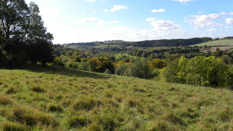 View out across field of trees and blue sky