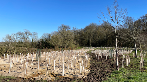Newly planted trees in rows with big blue sky in background