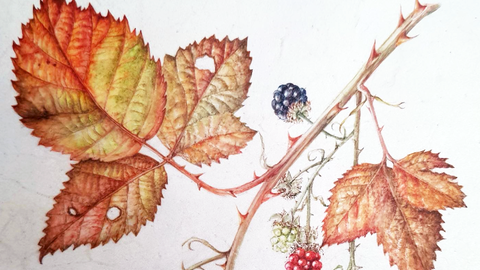 Watercolour painting of autumn leaves and berries