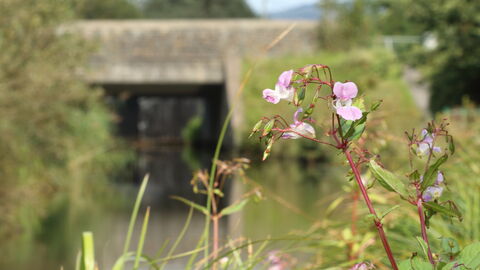 Himalayan Balsam