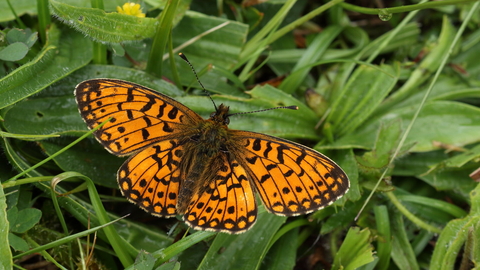 Pearl bordered fritillary