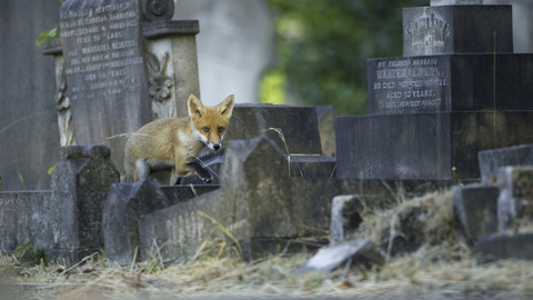 Fox in a churchyard