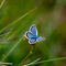 Silver studded blue butterfly