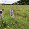 A wildflower meadow beneath a cloudy sky, with a row of trees in the distance. The meadow is filled with colourful flowers and green grasses. In the foreground are two tall, pink towers of common spotted orchid flowers. A black and white marbled white butterfly rests on one