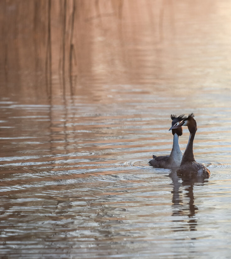 Nature Recovery Fund | Wiltshire Wildlife Trust