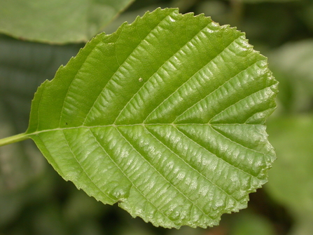 Alder leaf