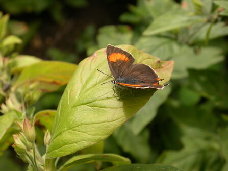 Brown Hairstreak butterfly
