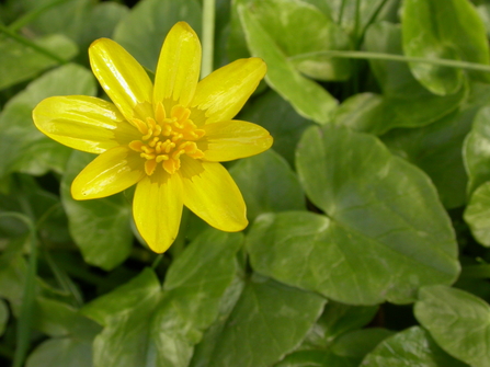 Lesser Celandine
