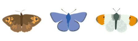 Illustrated butterfly lineup